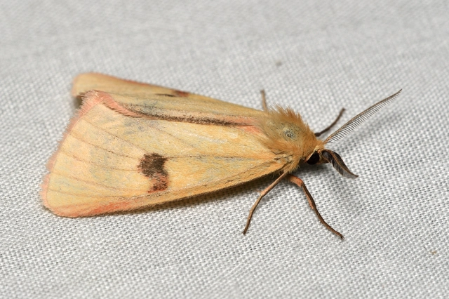Diacrisia sannio - vörösszélű medvelepke