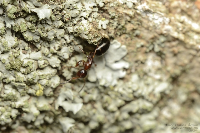 Colobopsis truncata - kapushangya
