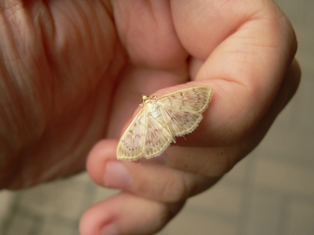 Patania ruralis - csalánevő tűzmoly