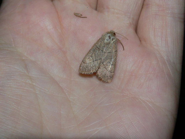 Mesogona acetosellae - madársóskabagoly