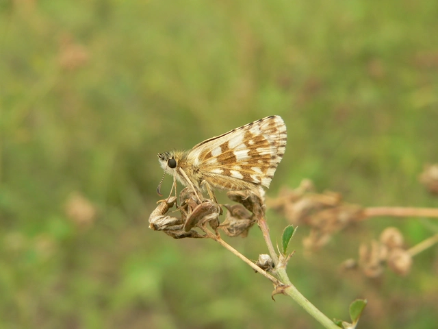 Pyrgus armoricanus - feles busalepke