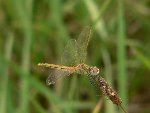 Sympetrum fonscolombii - vándor katona-szitakötő
