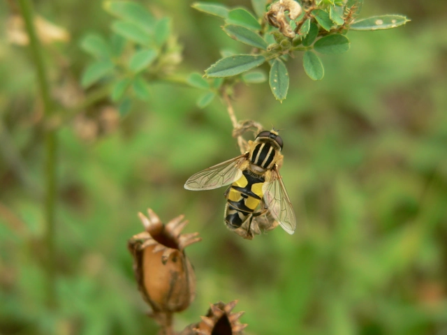 Helophilus trivittatus - nagy mocsárilégy