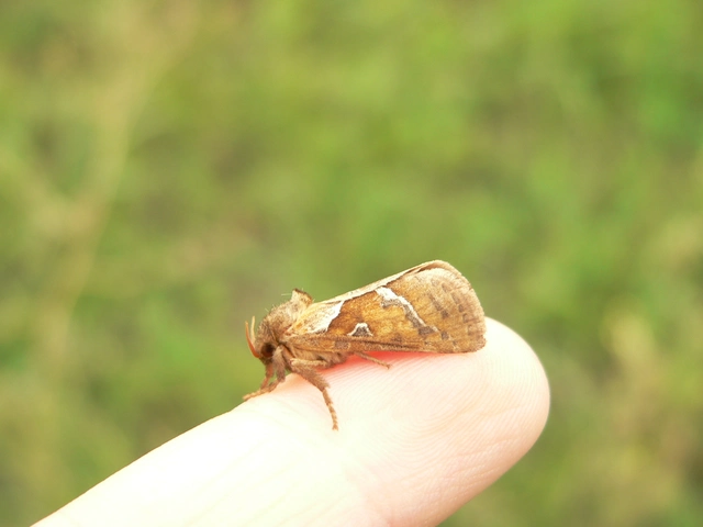 Triodia sylvina - kis gyökérrágólepke