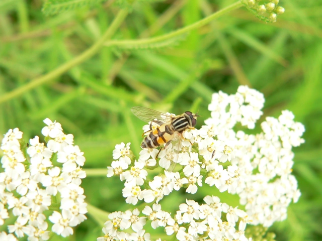 Helophilus trivittatus - nagy mocsárilégy
