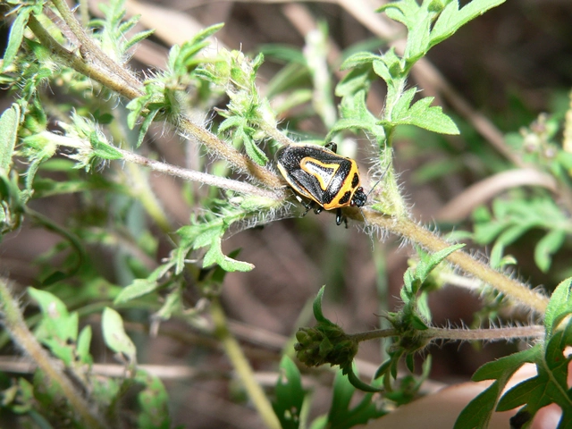 Perillus bioculatus