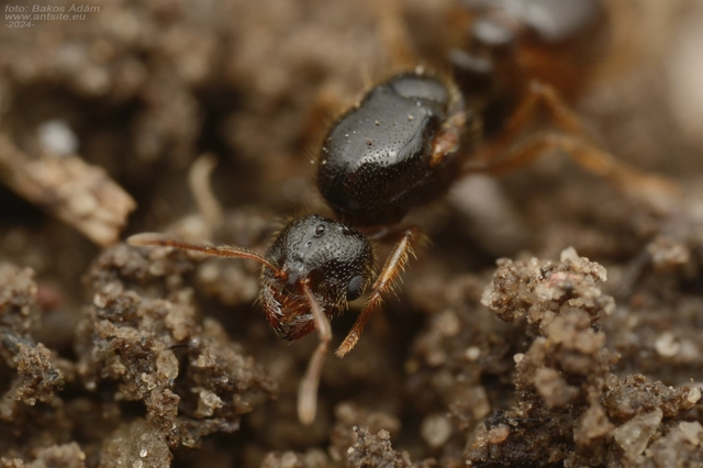 Solenopsis fugax - tolvajhangya