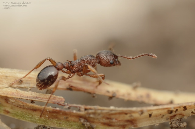 Myrmica specioides - pusztai bütyköshangya