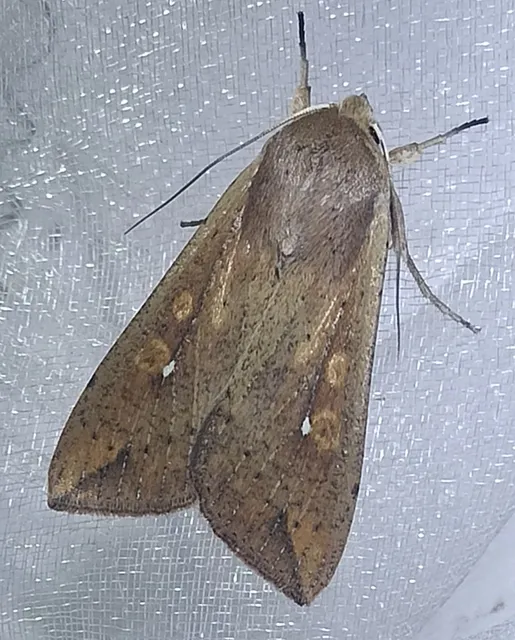 Mythimna unipuncta - hordabagoly