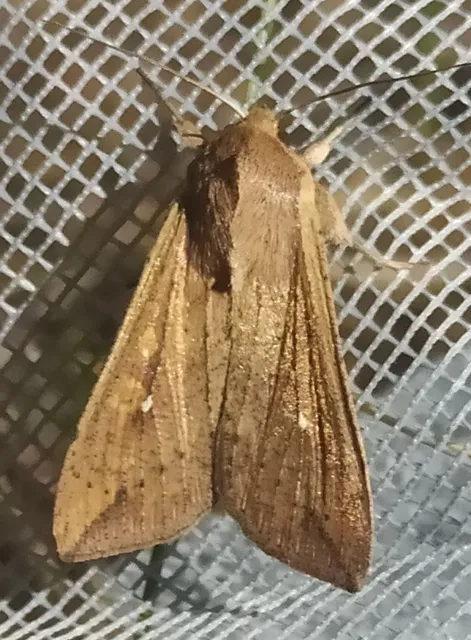 Mythimna unipuncta - hordabagoly