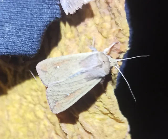 Mythimna unipuncta - hordabagoly