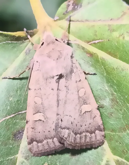 Xestia castanea michaeli - csarabos fűbagoly
