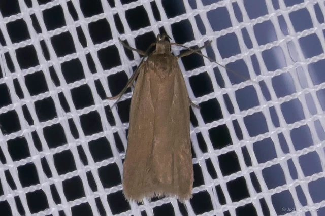 Acompsia cinerella - szürke sarlósmoly
