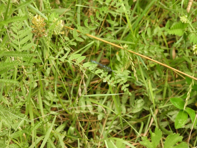 Coenagrion pulchellum - karcsú légivadász