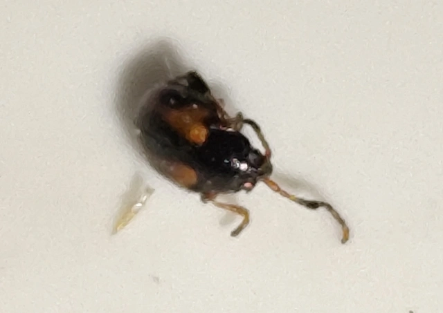 Phyllotreta