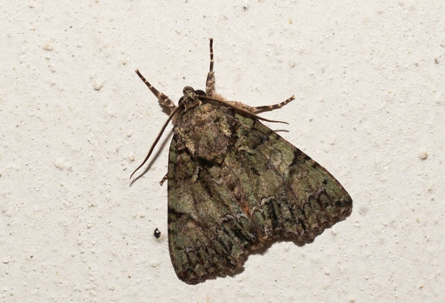 selyemfényű erdeibagoly - Polyphaenis sericata