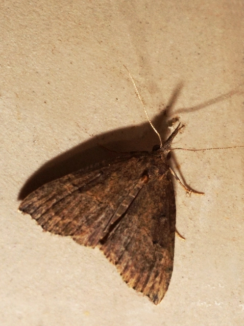 közönséges karcsúbagoly - Hypena rostralis