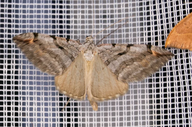 Aplocera plagiata - szürke csíkosaraszoló