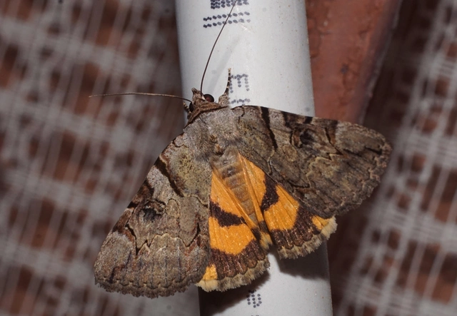 kökény-övesbagoly - Catocala hymenaea