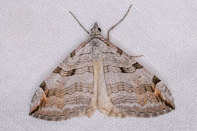 Aplocera efformata/plagiata