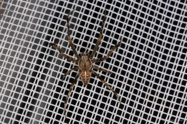 Araneus diadematus - koronás keresztespók