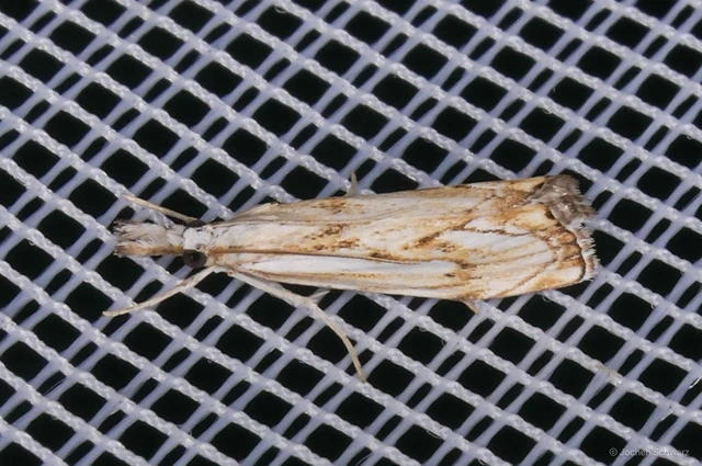 Catoptria falsella - hálós fűgyökérmoly