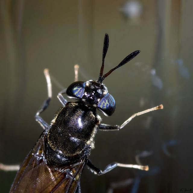 Hermetia illucens