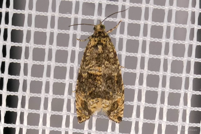 Celypha lacunana - vízparti tükrösmoly