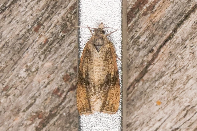 Celypha striana - pitypangfúró tükrösmoly