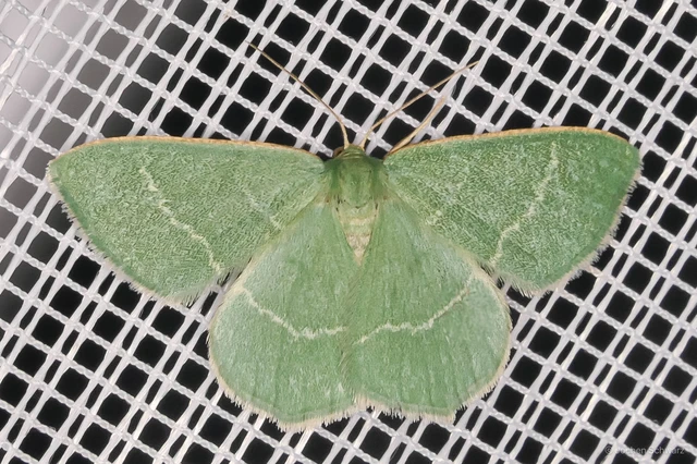 Chlorissa cloraria - sárgászöld araszoló