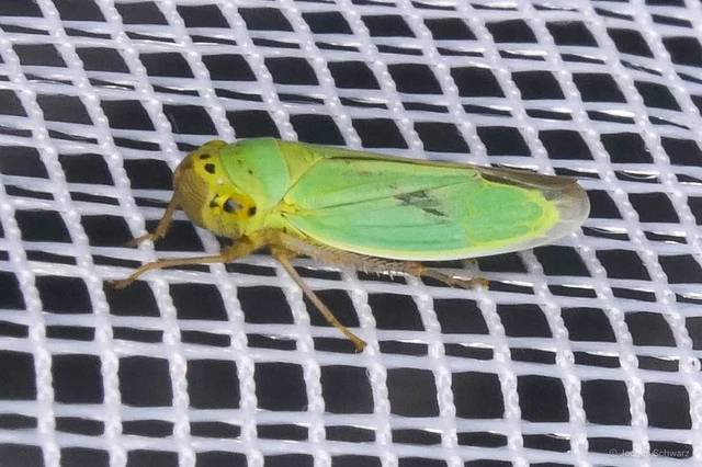 Cicadella viridis - méregzöld kabóca