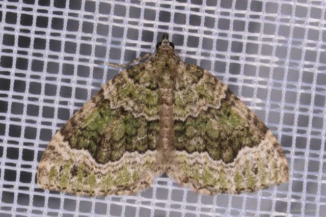 Colostygia olivata - olajzöld levélaraszoló