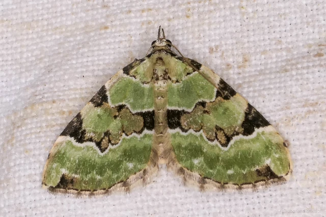 Colostygia pectinataria - zöld levélaraszoló