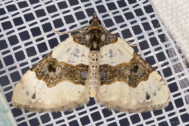 Cosmorhoe ocellata - szemes galajaraszoló