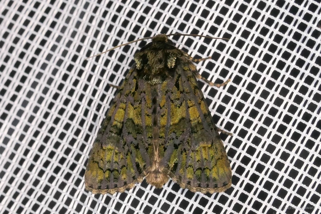 Craniophora ligustri - fagyalbagoly