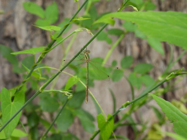 Lestes barbarus - foltosszárnyjegyű rablószitakötő