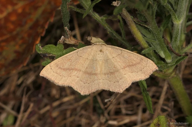 Cyclophora linearia - vonalas pettyesaraszoló