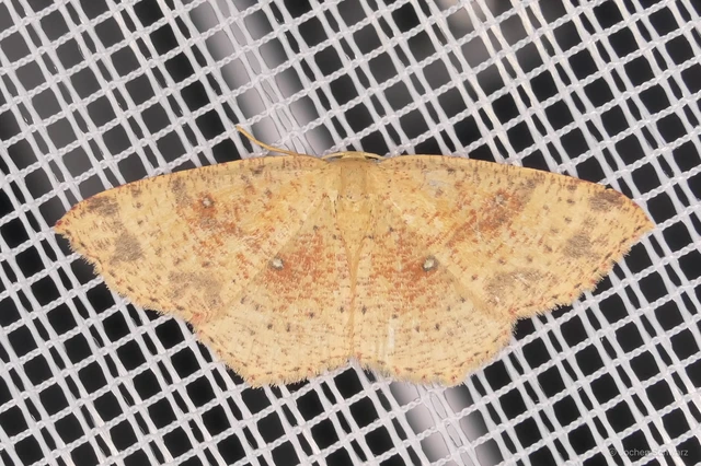 Cyclophora porata - körös pettyesaraszoló