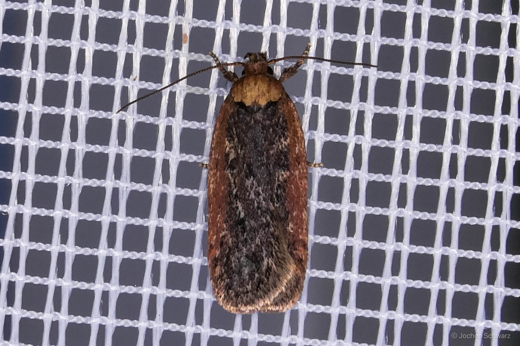 Depressaria pimpinellae - földitömjén-laposmoly