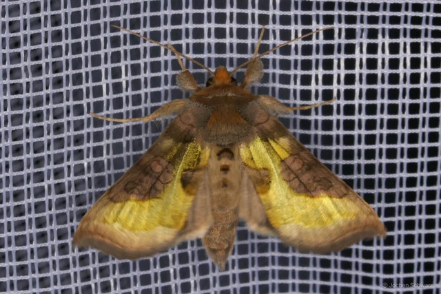 Diachrysia chrysitis - aranybagoly