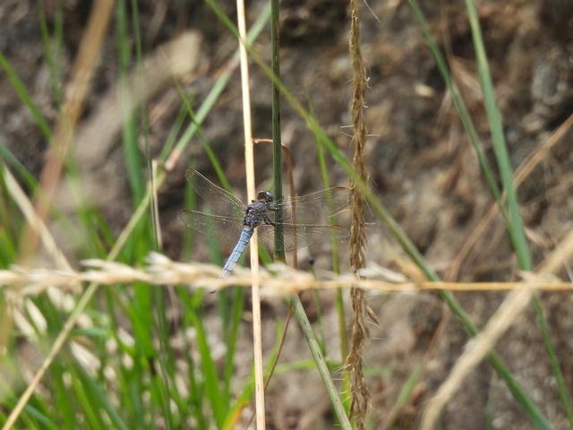 Orthetrum coerulescens - karcsú pásztorszitakötő
