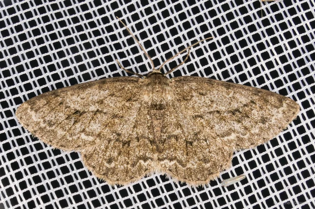 Ectropis crepuscularia - avararaszoló