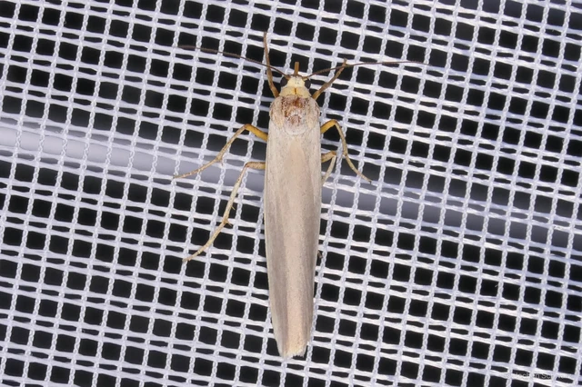 Eilema pseudocomplana - hamis zuzmószövő