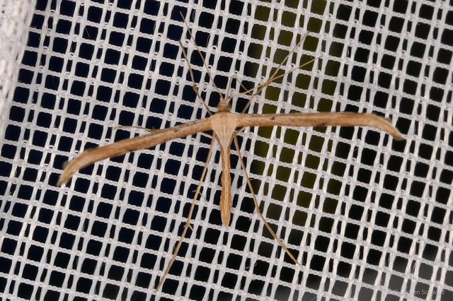 Pterophoridae - tollasmolyfélék