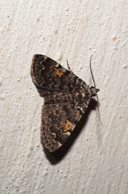 sárgafoltú kuszarajzúbagoly - Idia calvaria