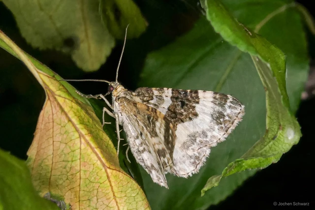 Epirrhoe rivata - ékfoltos tarkaaraszoló
