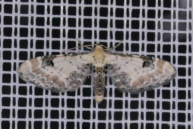 Eupithecia centaureata - búzavirág-törpearaszoló