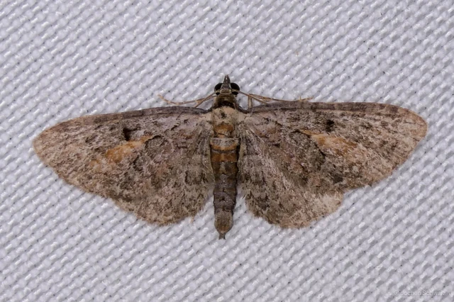 Eupithecia icterata - rozsdafoltos törpearaszoló
