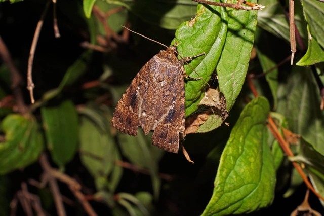fahéjszínű bagoly - Amphipyra pyramidea