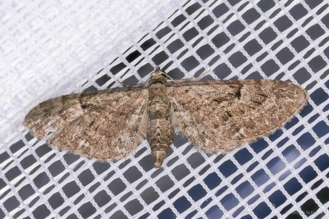 Eupithecia pusillata - lucfenyő-törpearaszoló